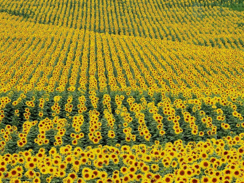 Foto: Sunflowers, Andalucia, Cadiz Province, Spain