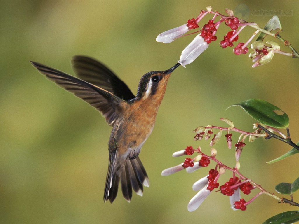 Foto: Purple Throated Mountain Gem, Costa Rica