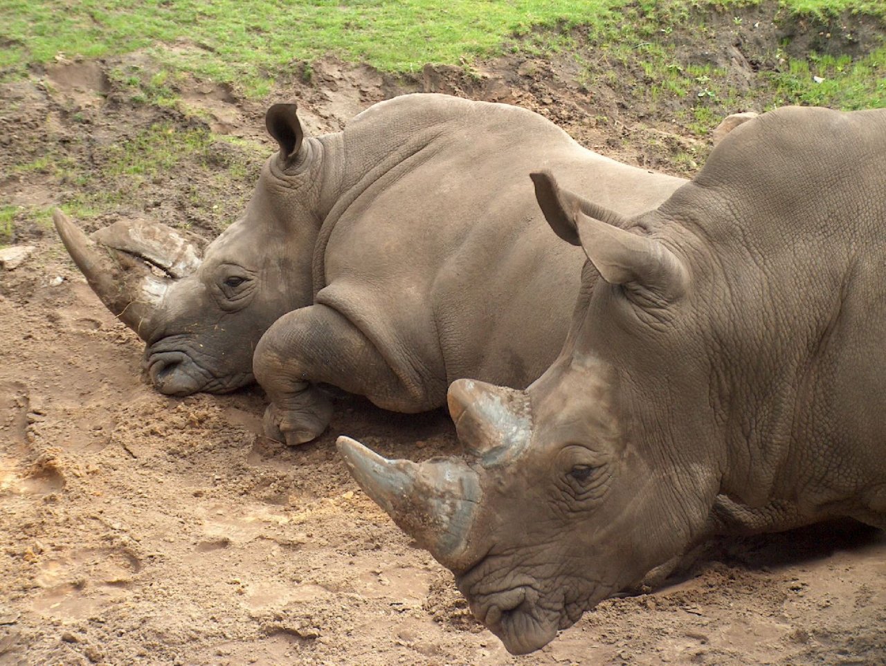 Foto: Emmen Zoo