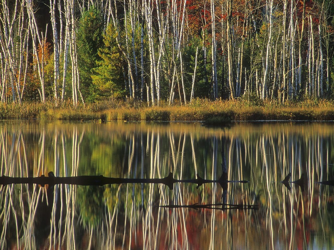 Foto: Birch Reflections, Council Lake, Hiawatha National Forest, Alger County, Michigan