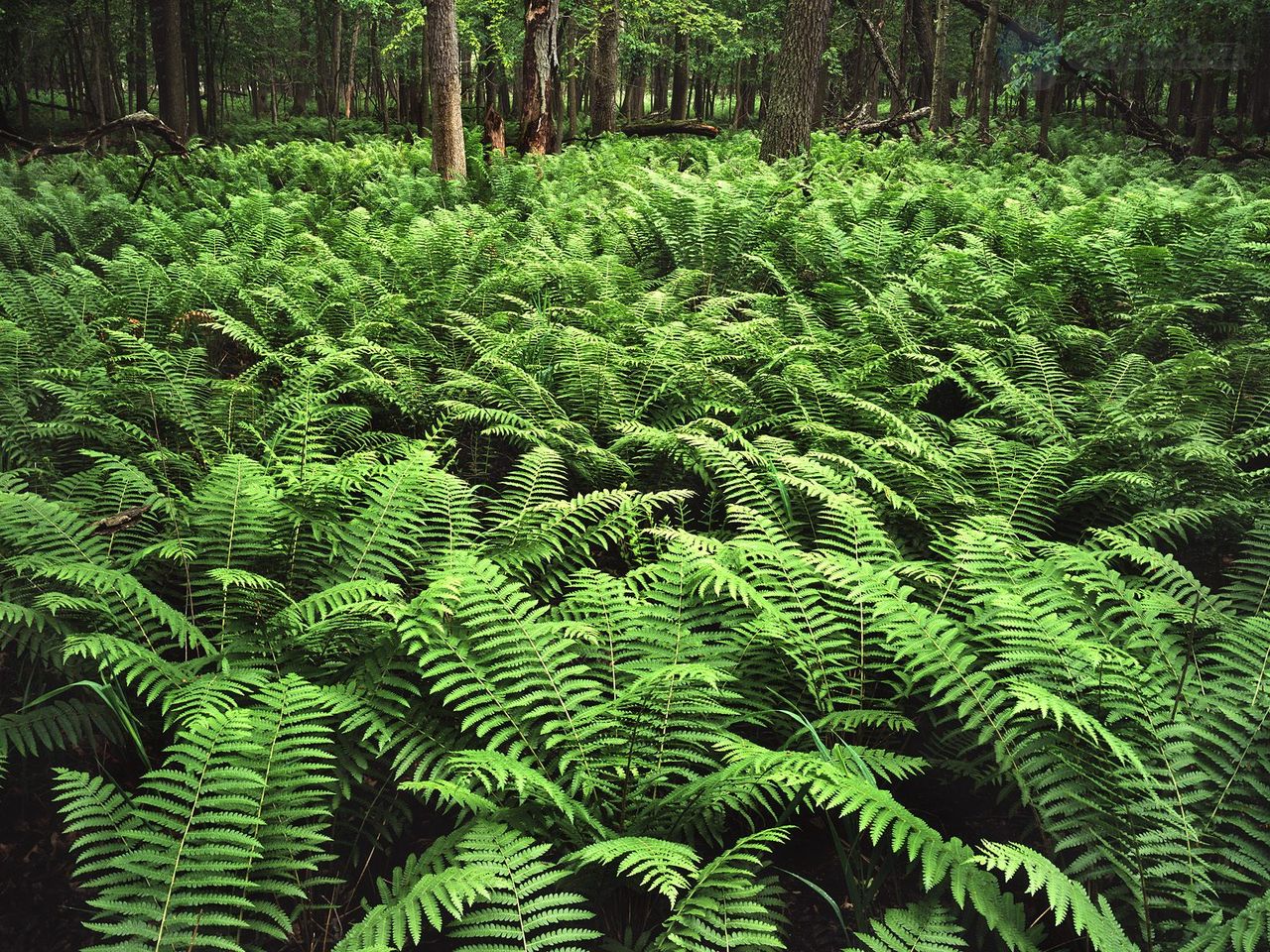 Foto: Zanders Woods Forest Preserve, Cook County, Illinois