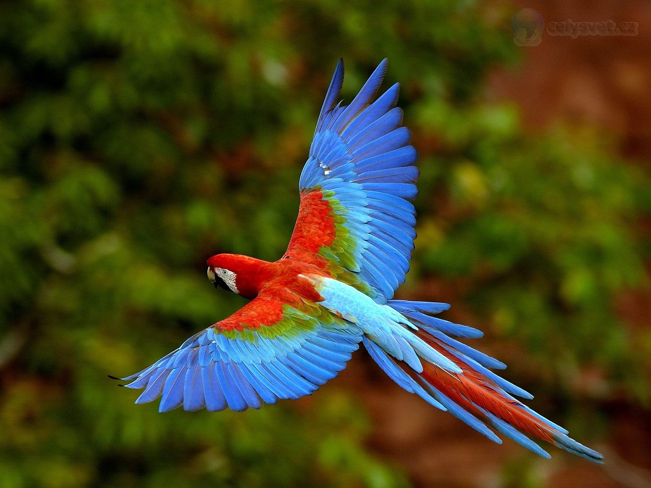 Foto: Red And Green Macaw In Flight, Brazil