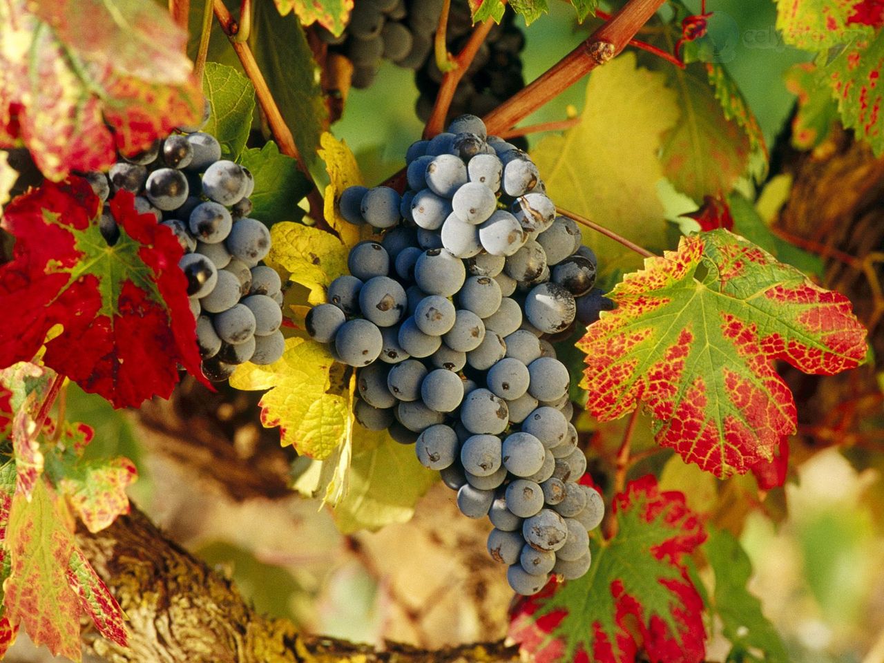 Foto: Harvest Time, La Rioja, Spain