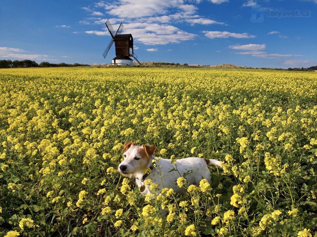 Foto: Pitstone Windmill, Bucks, England