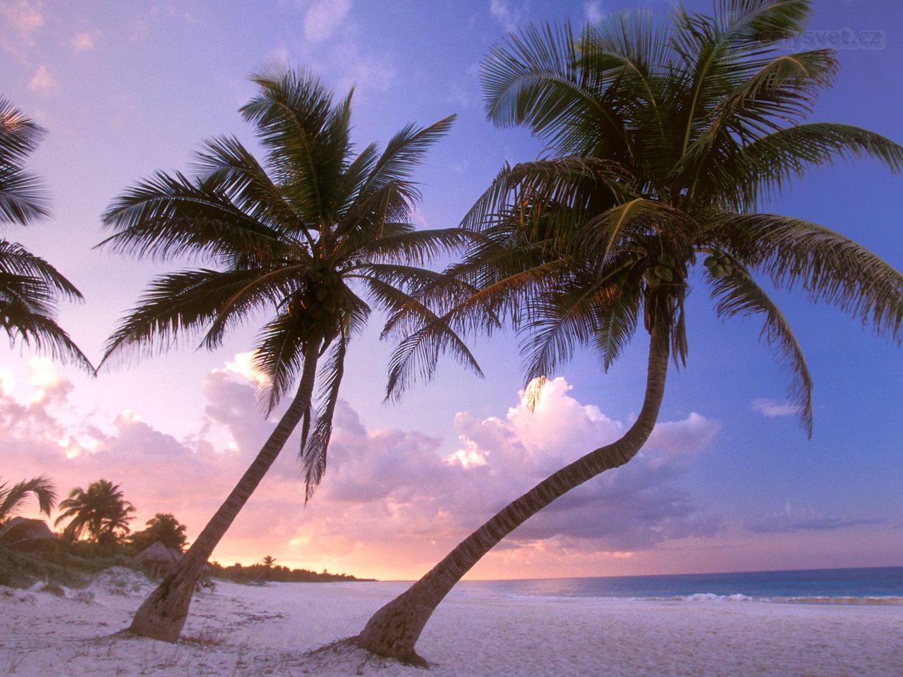 Foto: Sultry Sways, Near Cancun, Mexico