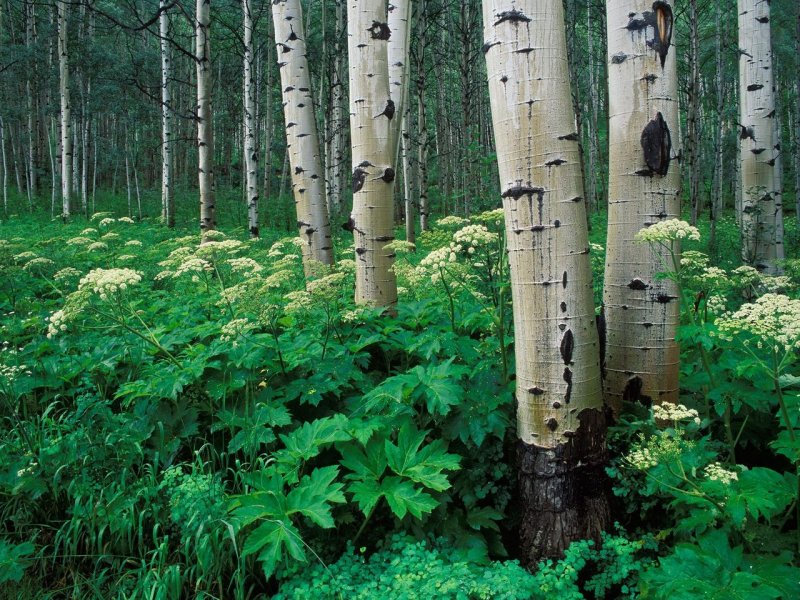 Foto: Aspens And Cow Parsnip, White River National Forest, Colorado