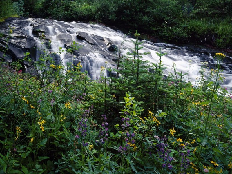 Foto: Wildflowers Along Paradise Creek, Mount Rainier National Park, Washington