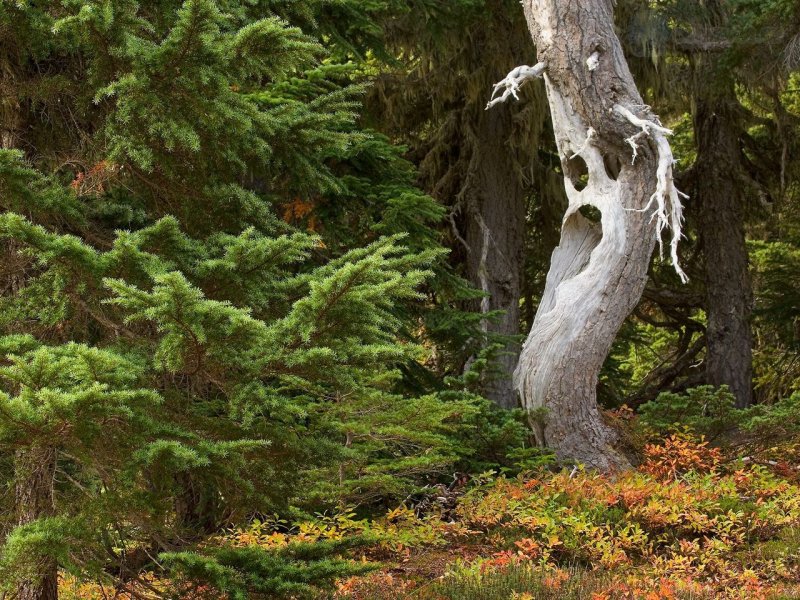 Foto: Ghost Tree, Mount Rainier National Park, Washington