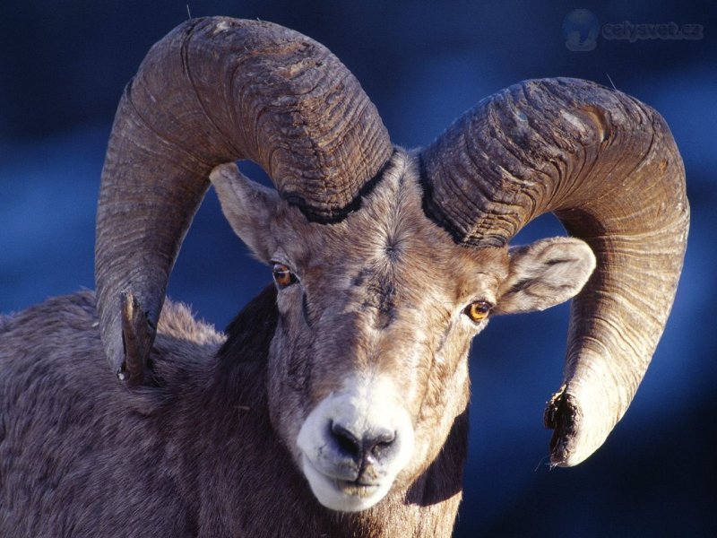 Foto: Bighorn Sheep, Montana