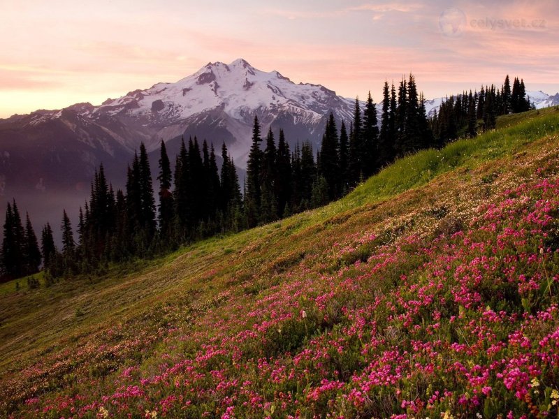 Foto: Glacier Peak And Pink Mountain Heather At Sunset, Glacier Peak Wilderness, Washington