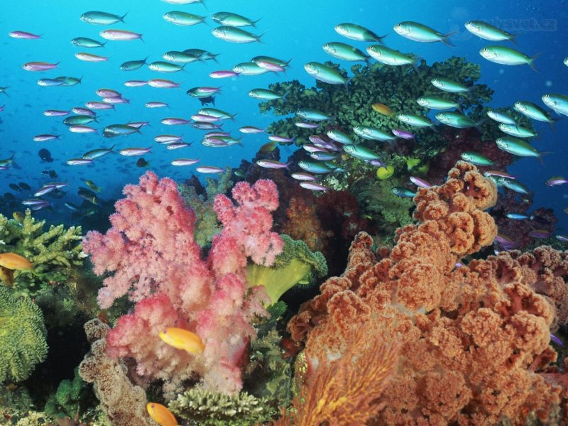 Foto: Coral Landscape With Soft Corals And Fish, Fiji