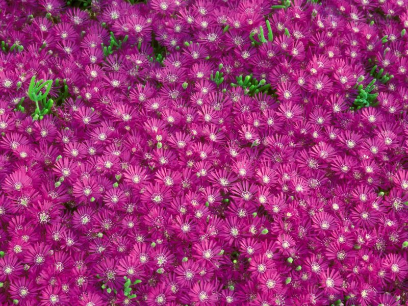 Foto: Ice Plant, California