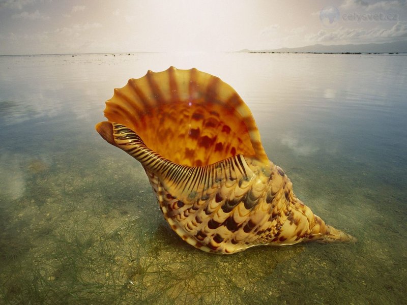 Foto: Giant Triton Shell, Australia