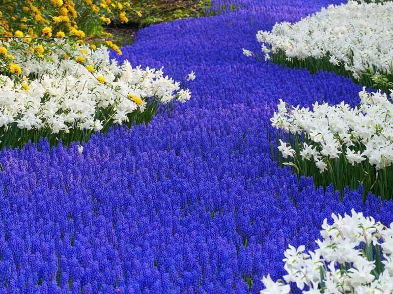 Foto: Grape Hyacinths And Daffodils, Keukenhof Gardens, Lisse, Holland