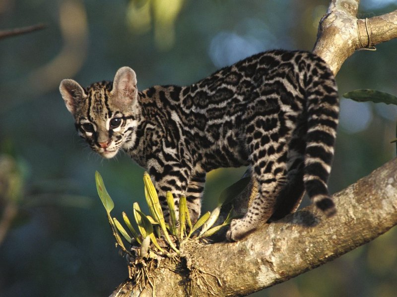 Foto: Portrait Of A Wild Margay Kitten, Costa Rica