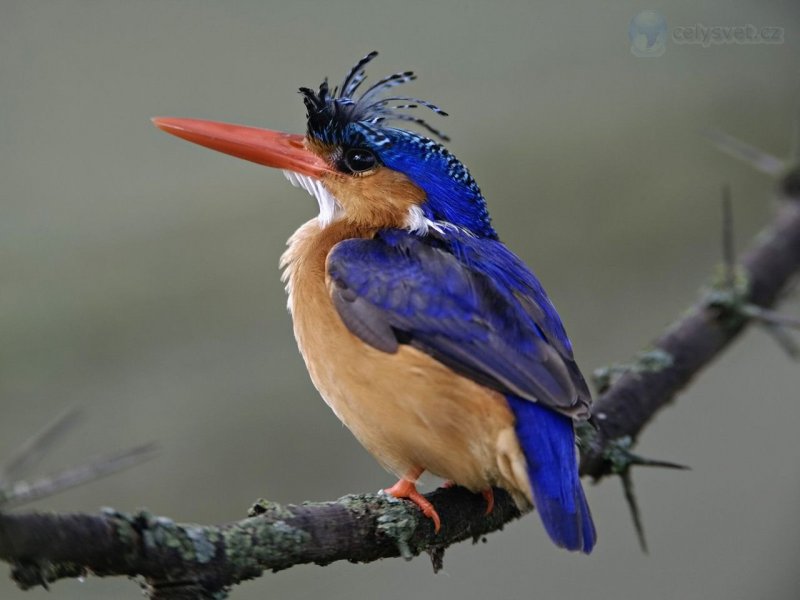 Foto: Malachite Kingfisher, Lake Nakuru National Park, Kenya