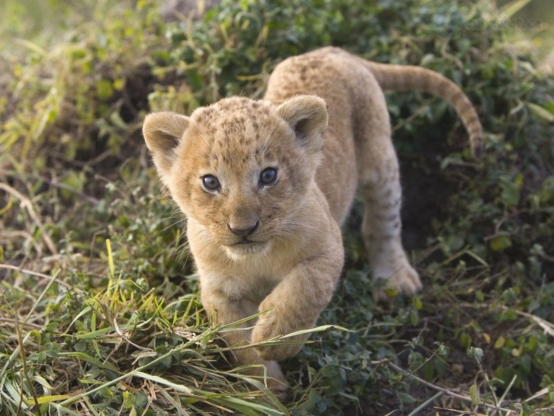 Foto: African Lion Cub, Masai Mara, Kenya