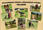 Chovatelska stanice ps: PELADON